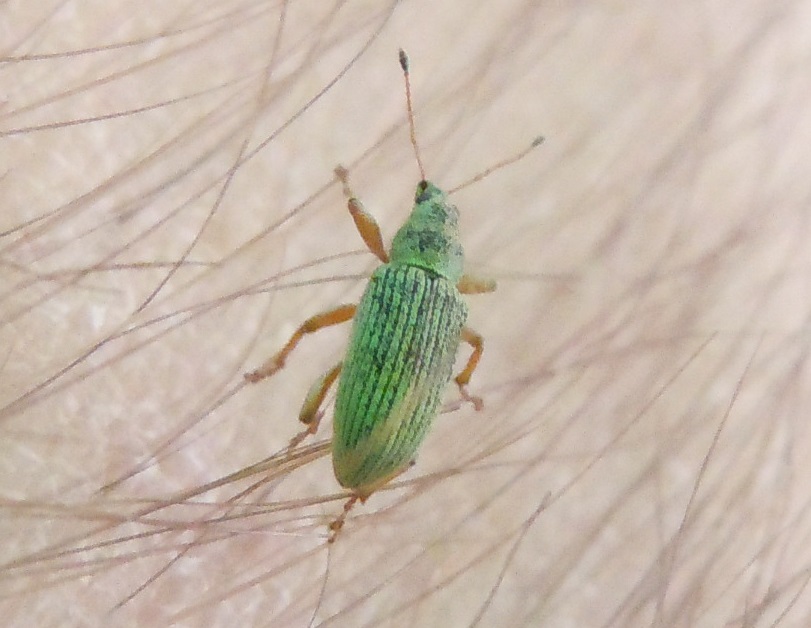 Curculionidae:  Polydrusus formosus